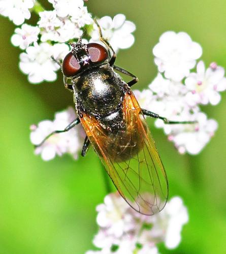 Cheilosia impressa
